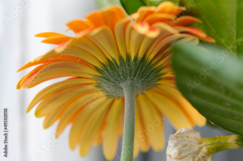 yellow orange diasy viewed from the bottom or back photo