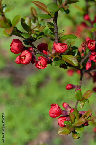 Flowering Quince (Chaenomeles speciosa) in the sun