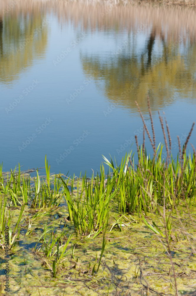 pond in the park with reeds and reflection pond in the park with reeds and reflection