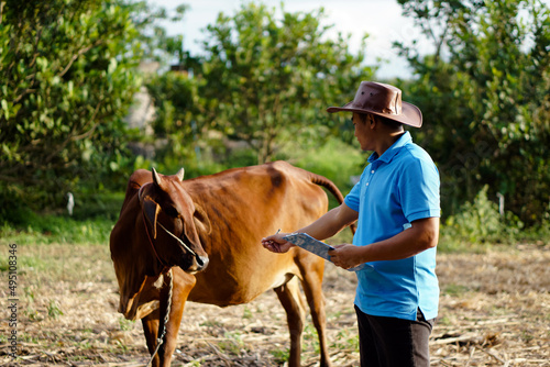 Asian male vet is observing and recording information about cow in Thailand. Concept for study and research about growth and disease of animal. Agriculture development. zoology. Cow veterinary. 