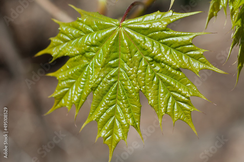 isolated spring maple leaf close up