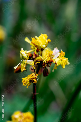 Oriental false hawksbeard Youngia japonica spring weeds flower.