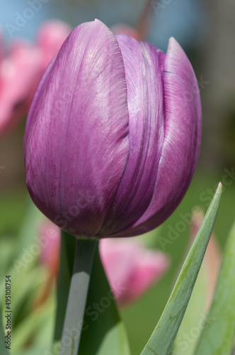 purple tulip up close