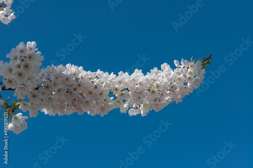 isolated branch with many blossoms 