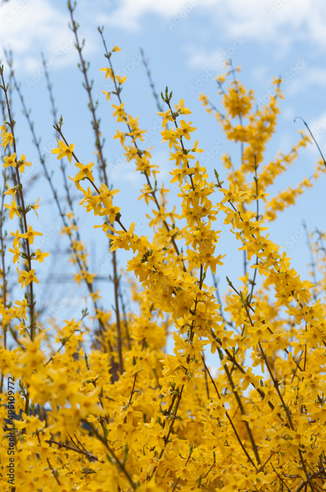 yellow blossoms on branches photographed against a calm spring blue sky yellow blossoms on branches photographed against a calm spring blue sky
