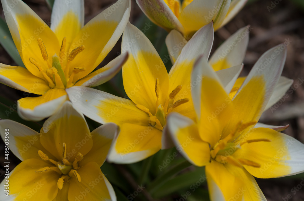 Obraz premium close of yellow and white tulips