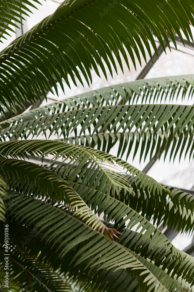 palm like leaves at the conservatory