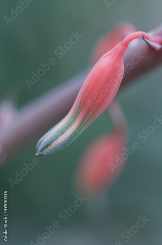 aloe blossom close up 