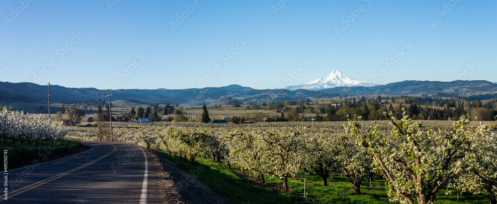 Mount Hood, pear trees orchards and country road panorama in blooming season	