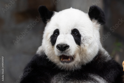 Close up funny Pose of Giant Panda's Face