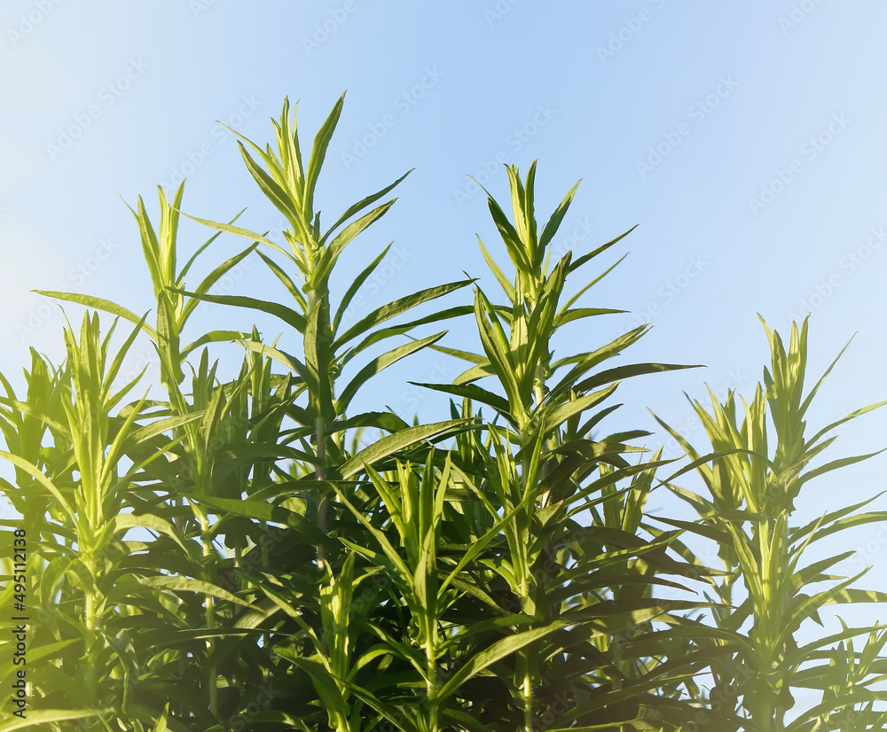 Goldenrod plants in early summer. Solidago plants Goldenrod plants in early summer. Solidago plants
