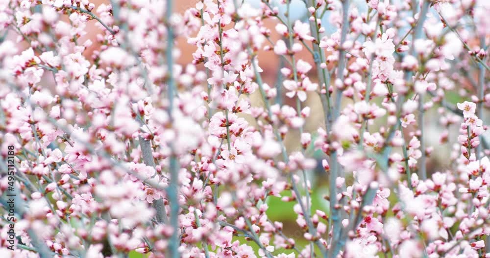 Blossoming peach tree branches. Spring peach garden. 4k.