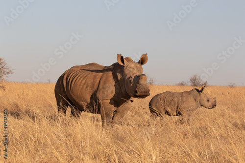 White Rhino with calf, South Africa © Kim