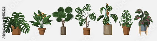 Set of vector detailed house or office plant for interior design and decoration.Tropical and Mediterranean plant for interior decor of home or office