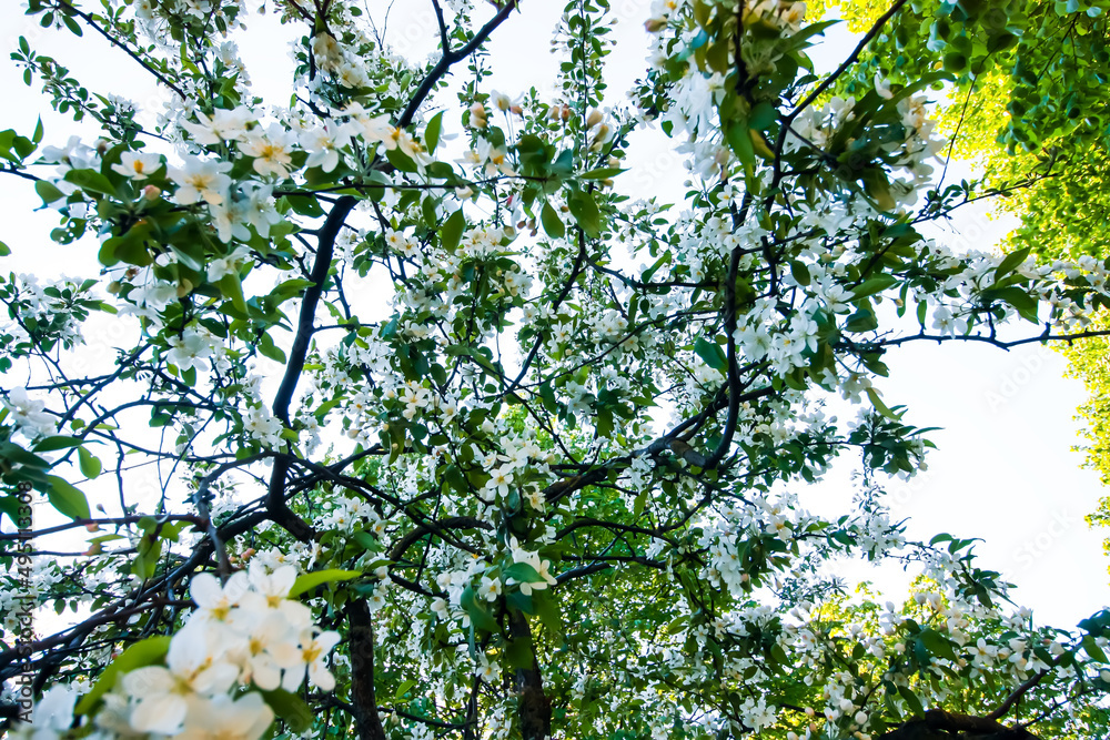 Blooming trees in a spring park. Seasonal flowering. Blooming trees in a spring park. Seasonal flowering.
