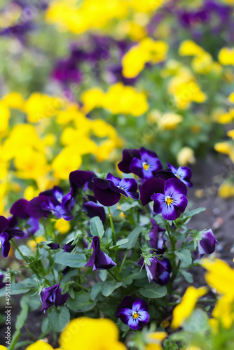 Pansy flowers in a spring garden. Spring plants in bloom.