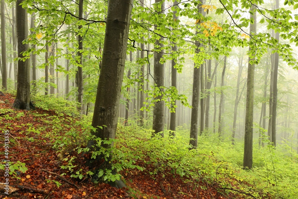 Beech trees in autumn forest on a foggy, rainy weather Beech trees in autumn forest on a foggy, rainy weather