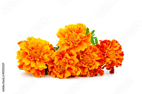 Many orange flowers.