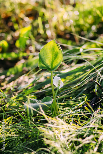 Lysichiton camtschatcensis plant growing near the pond. photo