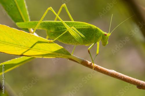 Grasshopper sits on a branch