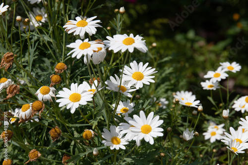 Blooming white Daisy flower meadow