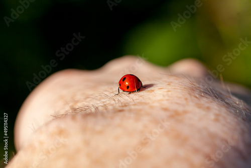 red and black ladybug in the summer