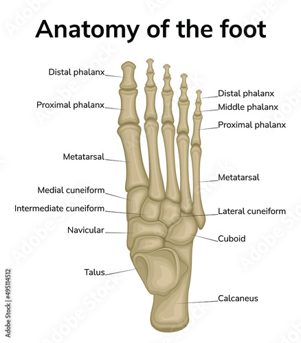Foot anatomy illustration. Shown is a top view of the bones of the foot