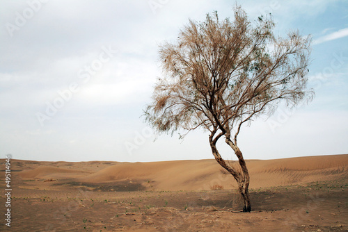 tree in the desert © Anri-M