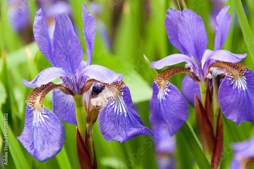 two iris blossoms in the garden photo