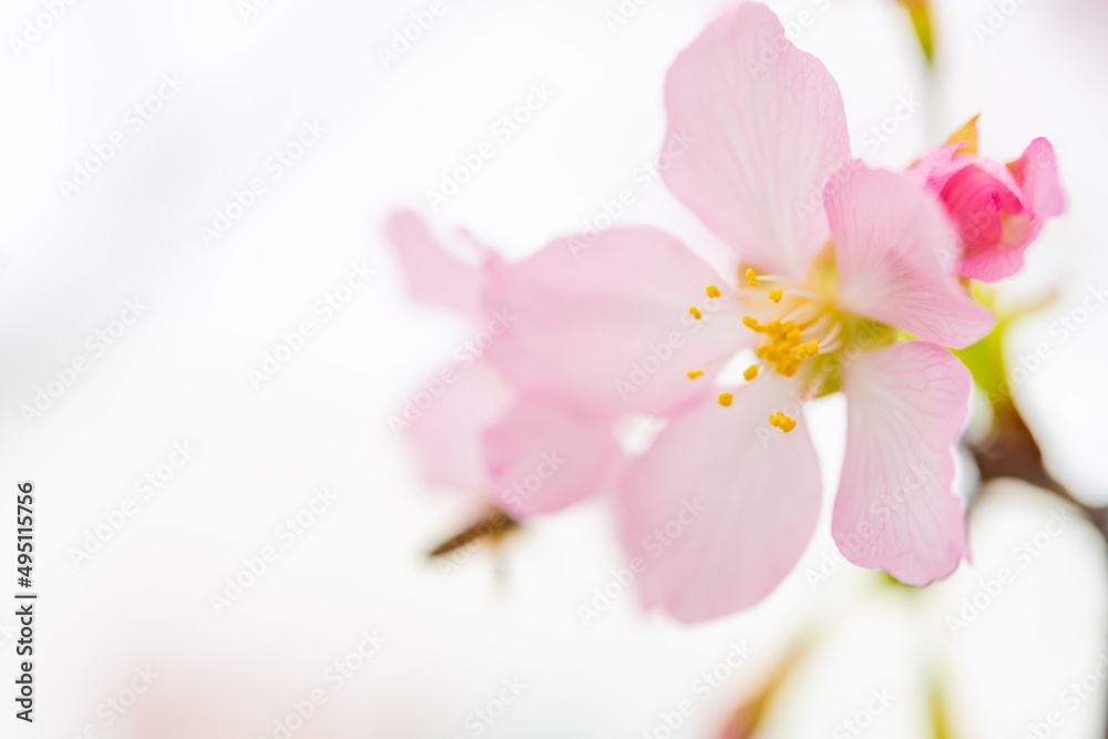 blooming cherry blossom close up at horizontal composition