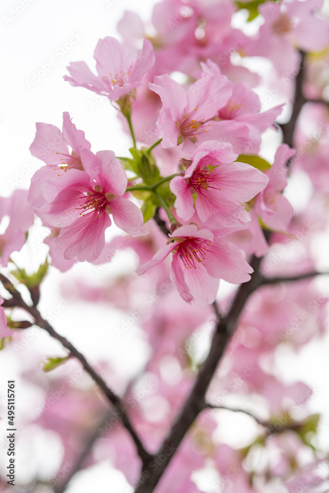 blooming cherry blossom in the morning at vertical composition