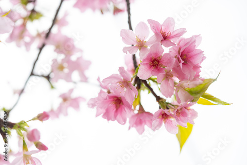 blooming cherry blossom in the morning at horizontal composition