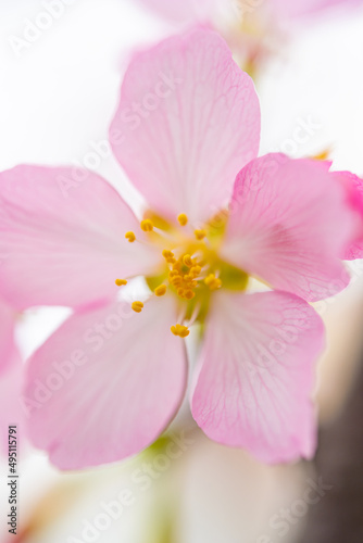 blooming cherry blossom close up at vertical composition