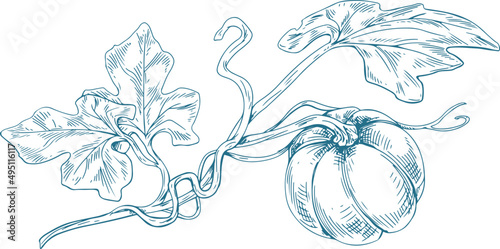 Pumpkin Growing in Branch Monochrome Hand Drawn Illustration