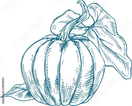Pumpkin Sketch Monochrome Hand Drawn Illustration