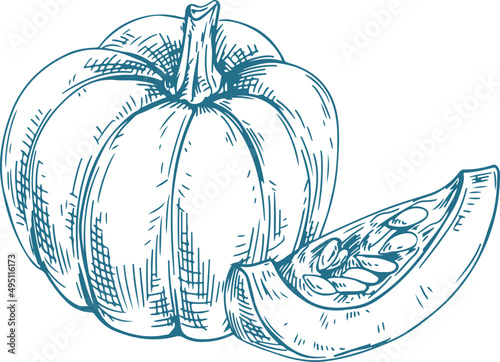 Pumpkin Monochrome Hand Drawn Realistic Illustration