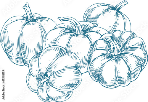 Pumpkin Autumn Harvest Monochrome Hand Drawn Realistic Illustration