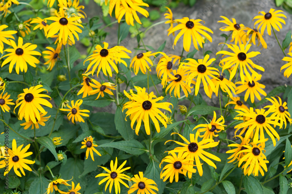 field of rudbeckia flowers near garden stone field of rudbeckia flowers near garden stone