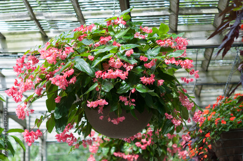 hanging garden detail featuring begonia plant 