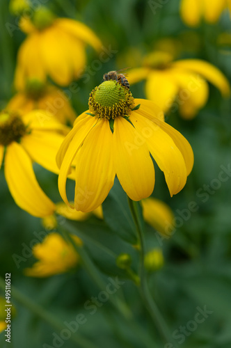 rudbeckia laciniata or green headed coneflowers close up