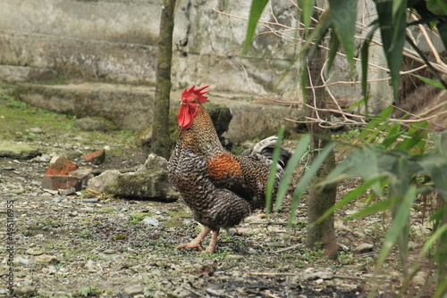 Rooster or male chicken display on a remote mountain village with nature around.