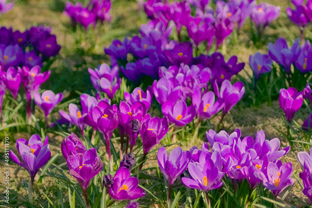 Spring- Szczecin crocuses in Jasne Błonia in Kasprowicz Park. Beautiful krocuses - Spring crocus (Latin Crocus vernus) Spring- Szczecin crocuses in Jasne Błonia in Kasprowicz Park. Beautiful krocuses - Spring crocus (Latin Crocus vernus)