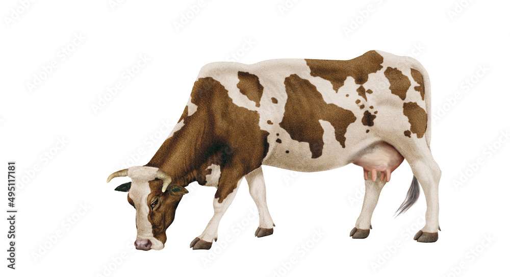 vache laitière, ferme,  bétail, blanc et brun, brouter, en broutent, mollet, gazon, prairie, champ, agriculture, vache laitière, alpage, exploitation laitière, lait, vert, animal, taureau, mammifère, 