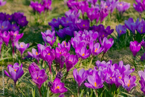 Spring- Szczecin crocuses in Jasne Błonia in Kasprowicz Park. Beautiful krocuses - Spring crocus (Latin Crocus vernus)