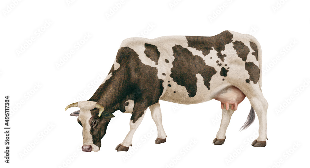vache laitière, ferme, bétail, blanc et noir, brouter, en broutent, mollet, gazon, prairie, champ, agriculture, vache laitière, alpage, exploitation laitière, lait, vert, animal, taureau, mammifère, vache laitière, ferme, bétail, blanc et noir, brouter, en broutent, mollet, gazon, prairie, champ, agriculture, vache laitière, alpage, exploitation laitière, lait, vert, animal, taureau, mammifère,