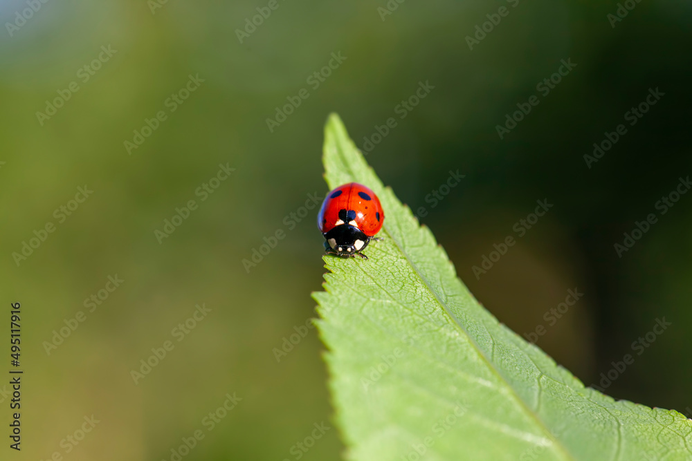 red and black ladybug in the summer red and black ladybug in the summer