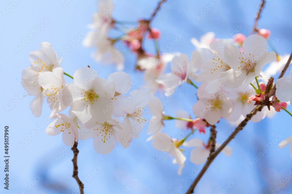 Obraz premium Kirschblüte