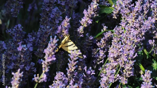 Beautiful butterfly on a flower. Summer field. Slow motion shot.