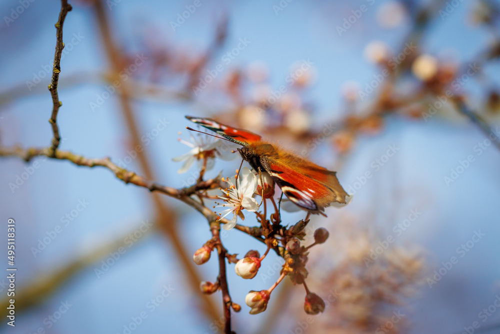 peacock flies to the flowers of a plum tree and drinks the nectar peacock flies to the flowers of a plum tree and drinks the nectar