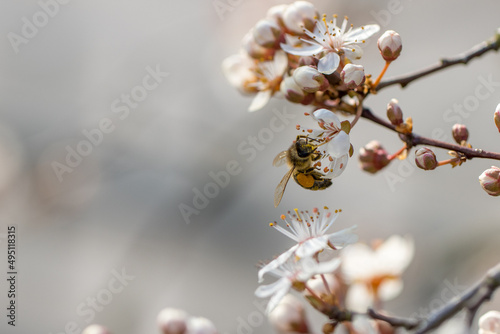 bee flies to the flowers of a plum tree and collects the nectar